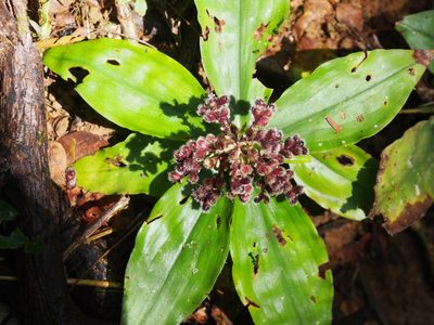 Floscopa robusta, photographed by Lena Struwe
