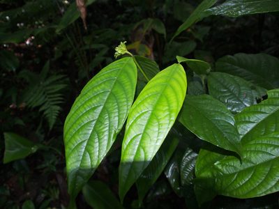 Palicourea suerrensis, photographed by Lena Struwe