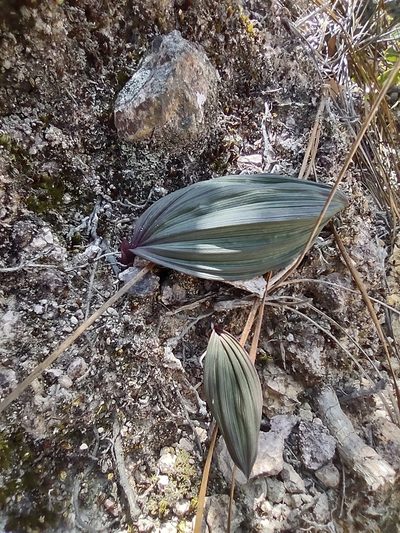 Bletia gracilis, photographed by Sandino Guerrero