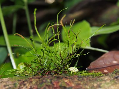 Cochlidium serrulatum, photographed by Lena Struwe