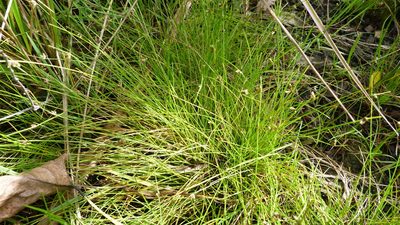 Isolepis setacea, photographed by Colin Meurk