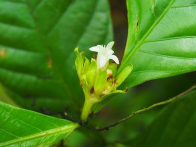 Palicourea suerrensis, photographed by Lena Struwe