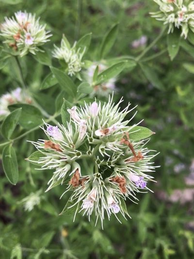 Pycnanthemum flexuosum, photographed by Becky Dill