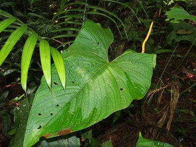 Anthurium ochranthum, photographed by Lena Struwe