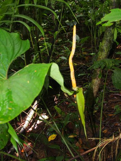 Anthurium ochranthum, photographed by Lena Struwe