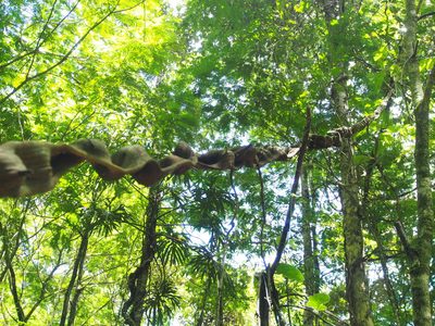 Schnella guianensis, photographed by Lena Struwe