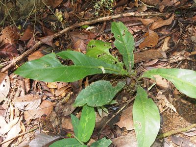 Anthurium consobrinum, photographed by Lena Struwe