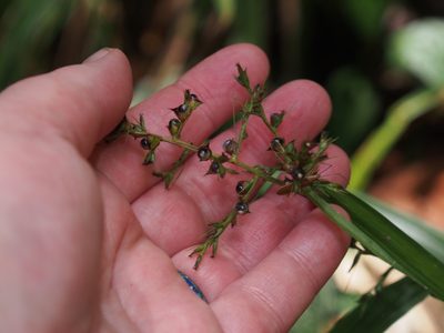Scleria gaertneri, photographed by Lena Struwe