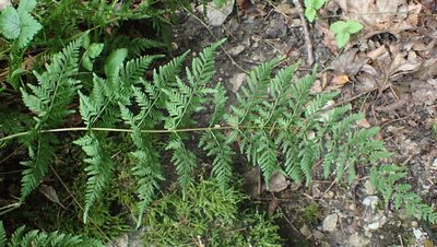 Macrothelypteris torresiana, photographed by John Abrams