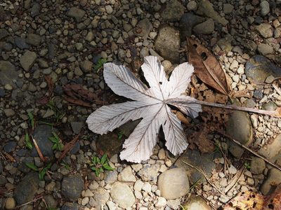 Cecropia insignis, photographed by Lena Struwe