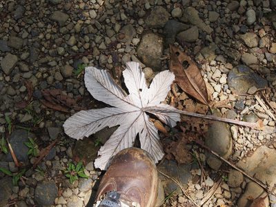 Cecropia insignis, photographed by Lena Struwe