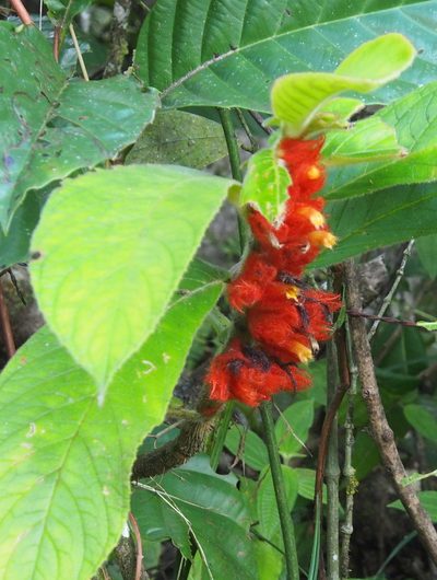 Columnea purpurata, photographed by Lena Struwe