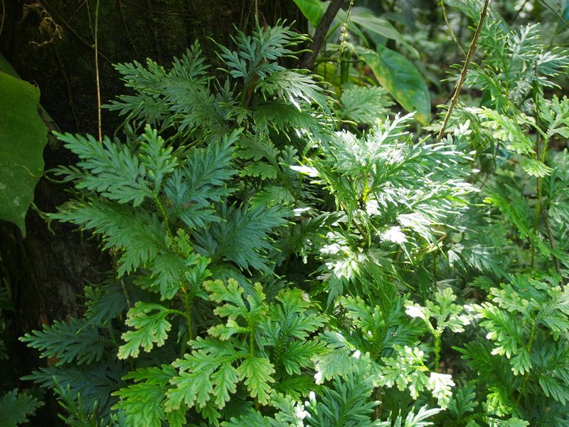 Selaginella plana, photographed by Lena Struwe