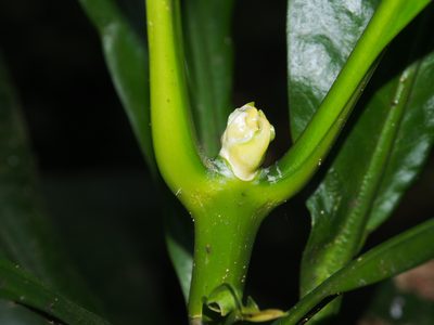 Potalia turbinata, photographed by Lena Struwe