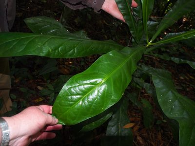 Potalia turbinata, photographed by Lena Struwe