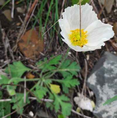 Oreomecon hirsuta, photographed by Dmitrii Mostovoi