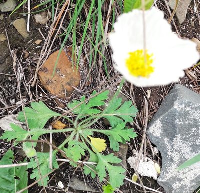 Oreomecon hirsuta, photographed by Dmitrii Mostovoi