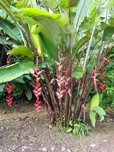 Heliconia pogonantha, photographed by Lena Struwe