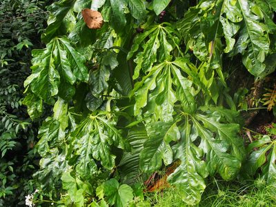 Anthurium clavigerum, photographed by Lena Struwe