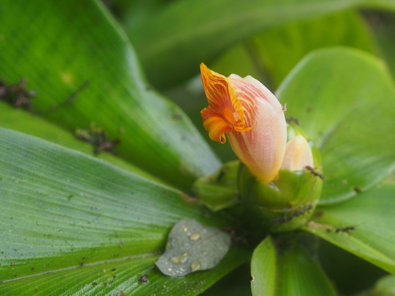 Costus elegans, photographed by Lena Struwe