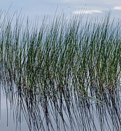 Juncus militaris, photographed by scaup
