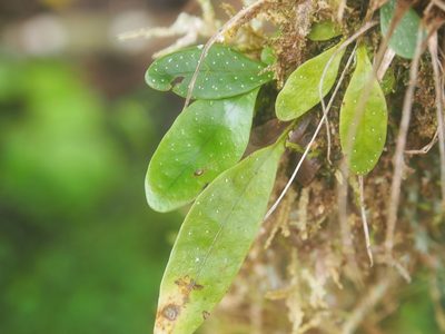 Campyloneurum brevifolium, photographed by Lena Struwe