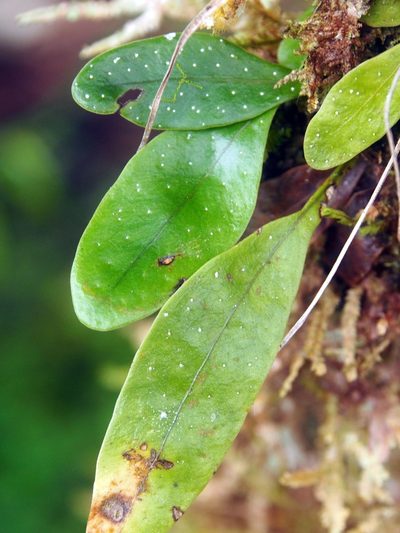Campyloneurum brevifolium, photographed by Lena Struwe