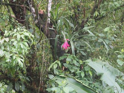 Aechmea mariae-reginae, photographed by Lena Struwe