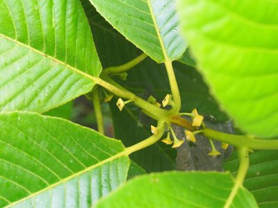 Siparuna pauciflora, photographed by Lena Struwe