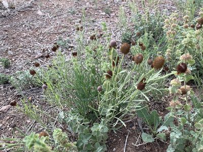 Ratibida tagetes, photographed by Jesse Rorabaugh