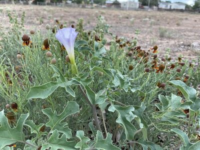 Datura quercifolia, photographed by Jesse Rorabaugh