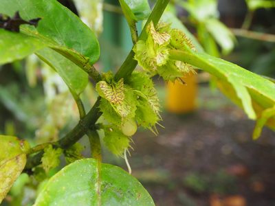 Drymonia macrophylla, photographed by Lena Struwe