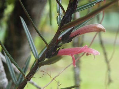 Columnea linearis, photographed by Lena Struwe