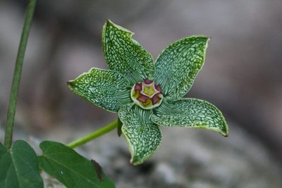 Gonolobus incerianus, photographed by Abraham A. Gómez Landero