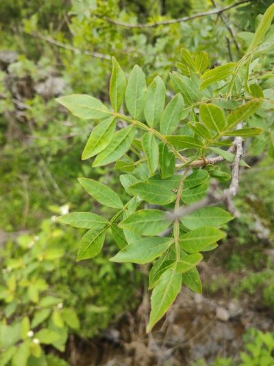 Bursera ariensis, photographed by Abraham Sánchez Romero