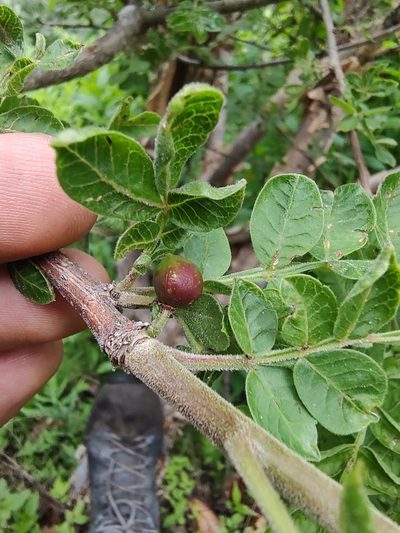 Bursera ariensis, photographed by Abraham Sánchez Romero
