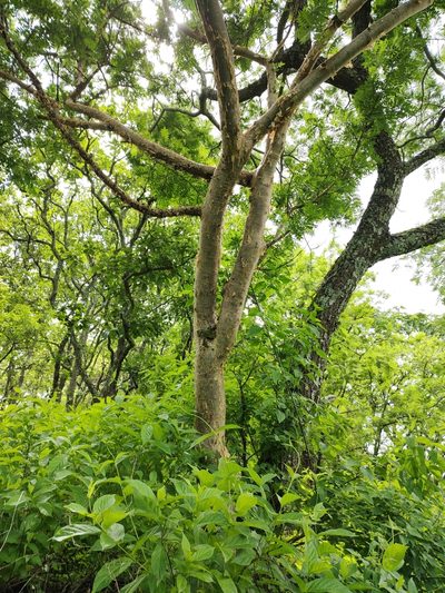 Bursera ariensis, photographed by Abraham Sánchez Romero