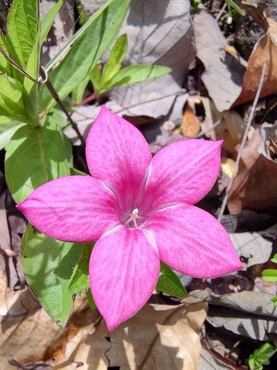 Spigelia scabrella, photographed by Abraham Sánchez Romero