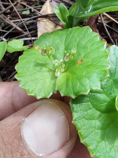 Micropleura renifolia, photographed by Abraham Sánchez Romero