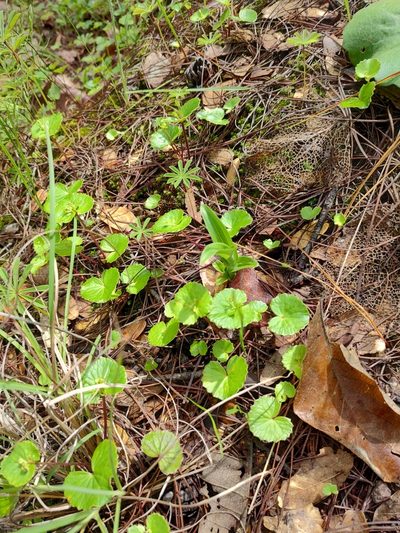 Micropleura renifolia, photographed by Abraham Sánchez Romero