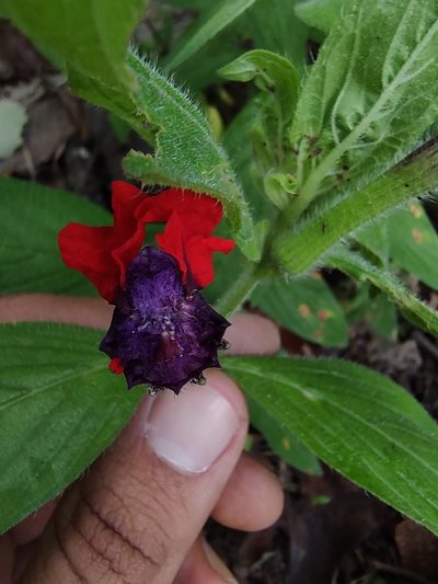 Cuphea llavea, photographed by Abraham Sánchez Romero