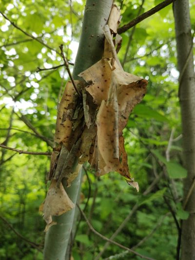 Bursera ariensis, photographed by Abraham Sánchez Romero