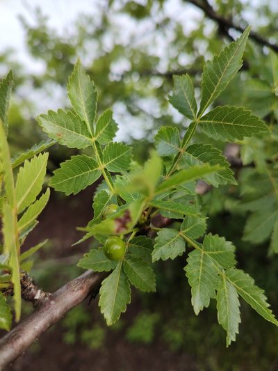 Bursera penicillata, photographed by Abraham Sánchez Romero