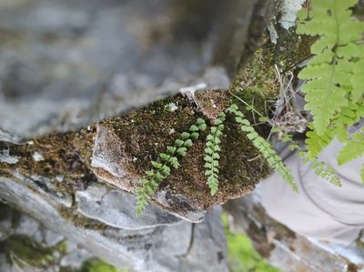 Woodsia glabella, photographed by Marc-Aurèle Vallée