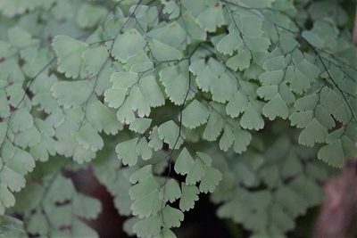 Adiantum andicola, photographed by Neptalí Ramírez Marcial