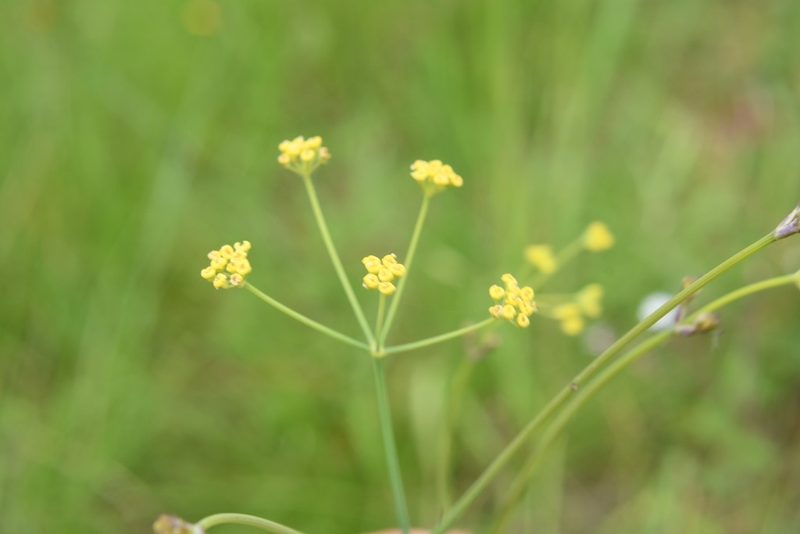 Donnellsmithia juncea, photographed by Neptalí Ramírez Marcial