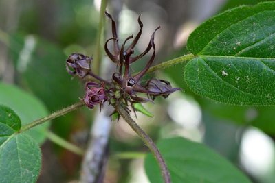 Urostephanus medusae, photographed by Neptalí Ramírez Marcial
