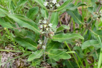 Pherotrichis villosa, photographed by Neptalí Ramírez Marcial