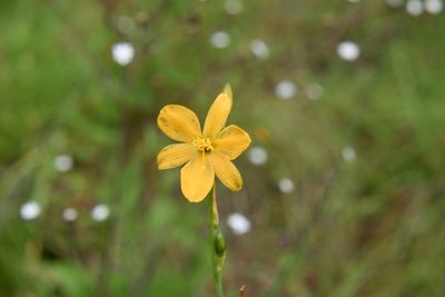 Echeandia skinneri, photographed by Neptalí Ramírez Marcial