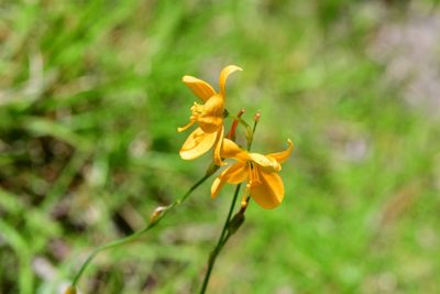 Echeandia skinneri, photographed by Neptalí Ramírez Marcial